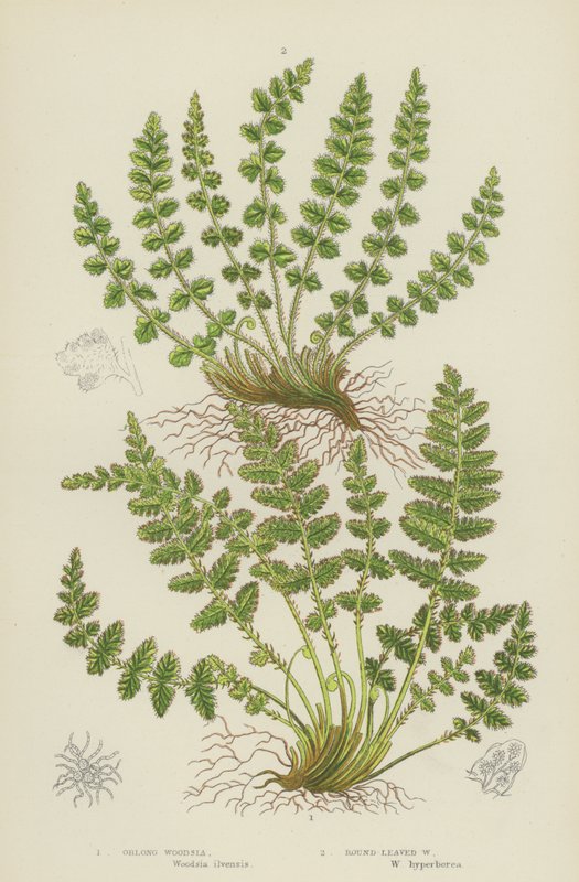 Woodsia podłużna, Woodsia okrągłolistna (litografia barwna) autorstwa English School