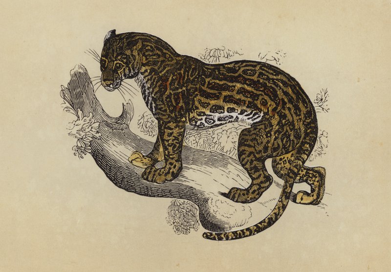 Ocelot (kolorowa litografia) autorstwa English School