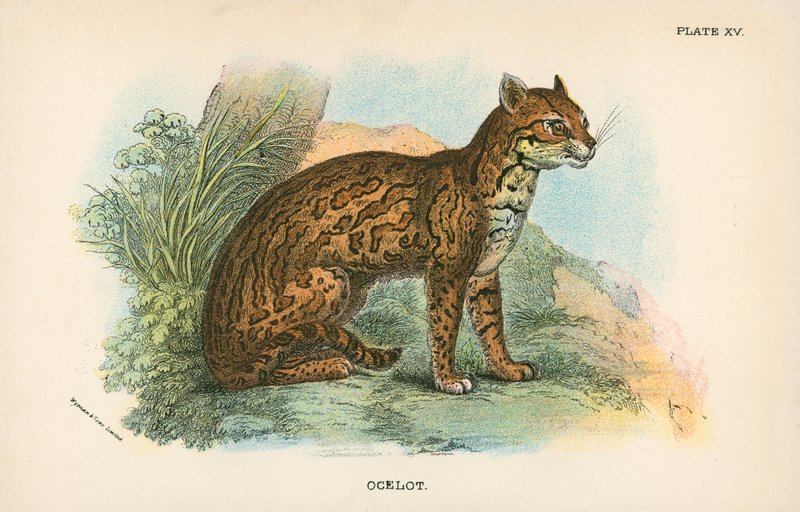 Ocelot autorstwa English School