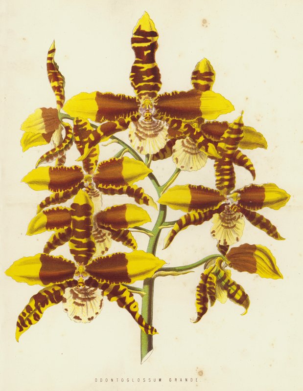 Odontoglossum Grande autorstwa English School