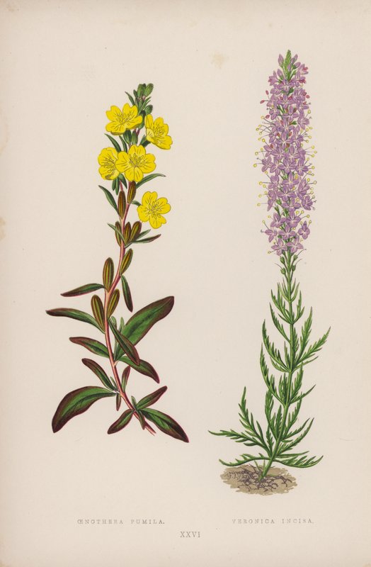 Oenothera Pumila; Veronica Incisa (litografia barwna) autorstwa English School