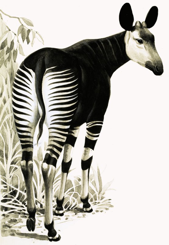 Okapi autorstwa English School