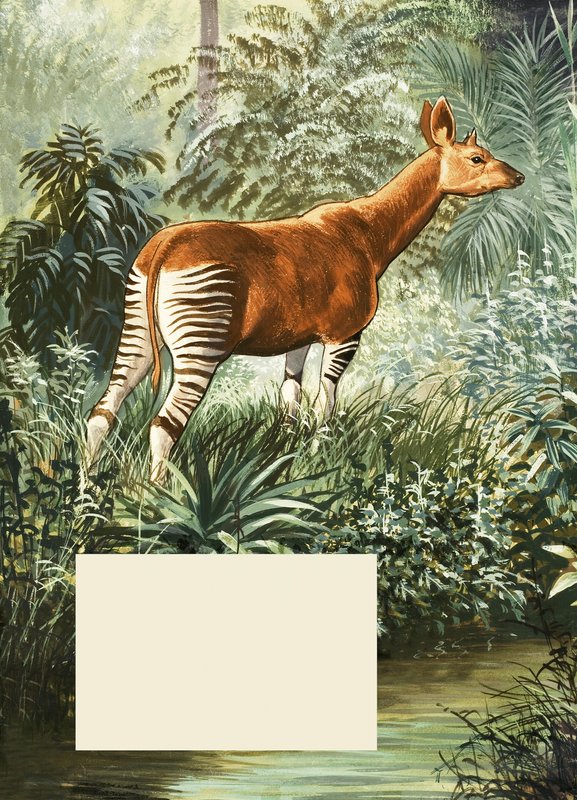 Okapi autorstwa English School