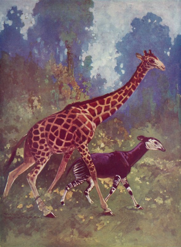 Okapi i żyrafa autorstwa English School