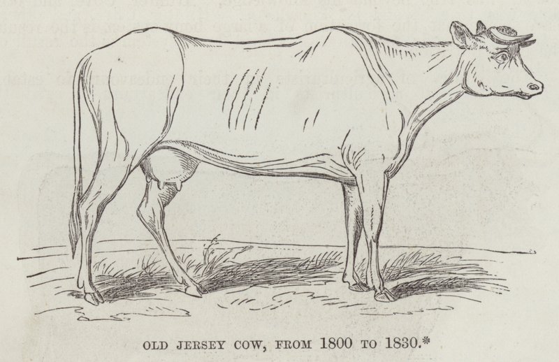 Krowa Old Jersey, od 1800 do 1830 (grawerowanie) autorstwa English School