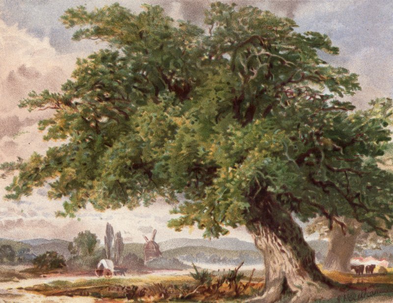 Old Oak by the Wayside, Surrey (kolor lito) autorstwa English School