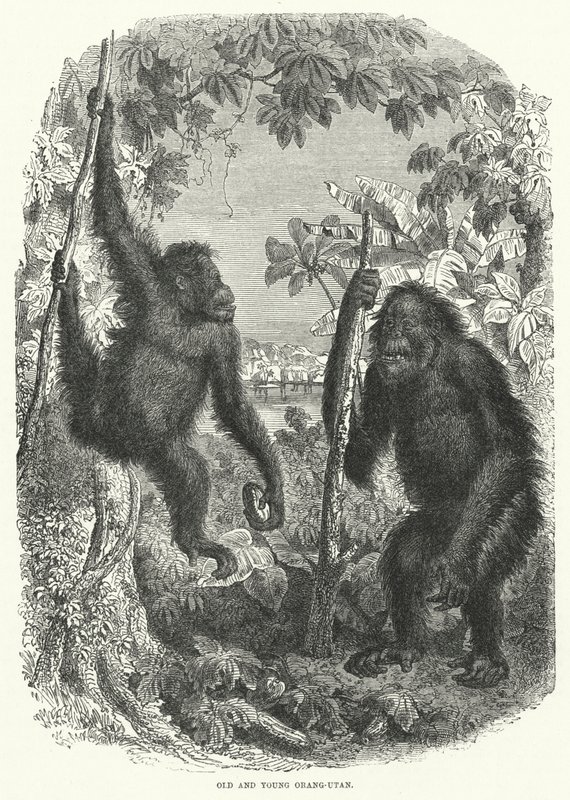 Stary i młody orangutan (rycina) autorstwa English School