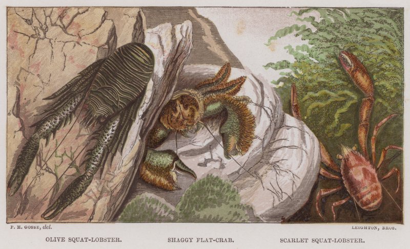 Homar oliwkowy, krab kudłaty, homar szkarłatny (kolorowa litografia) autorstwa English School