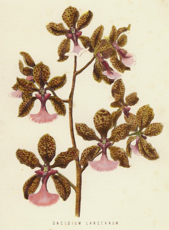 Oncidium Lanceanum (chromolit) autorstwa English School