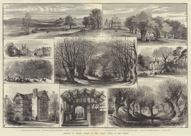 Otwarcie Epping Forest przez królową, Widoki w lesie (rycina) autorstwa English School