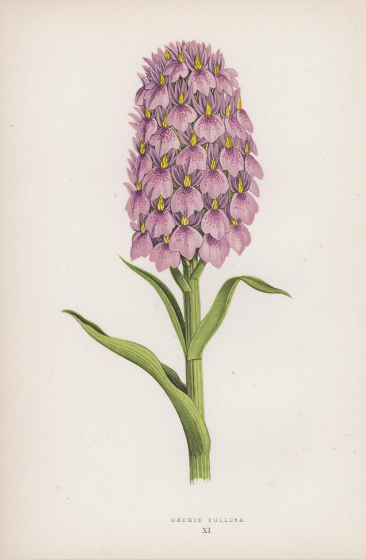 Orchis Foliosa (kolor lito) autorstwa English School
