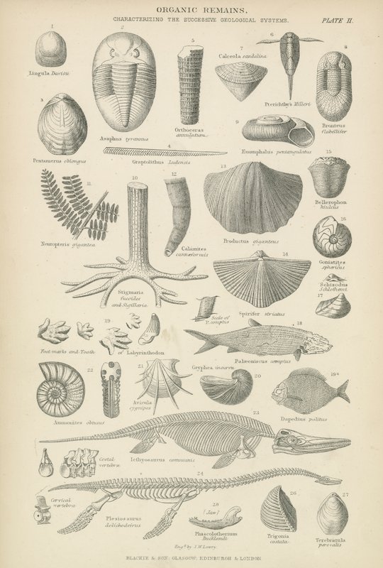 Pozostałości organiczne (grawerowanie) autorstwa English School