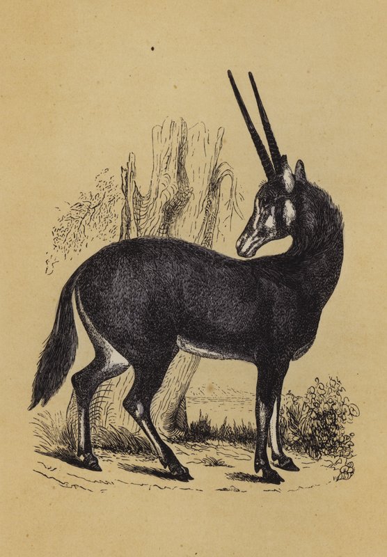Oryx (kolor lito) autorstwa English School