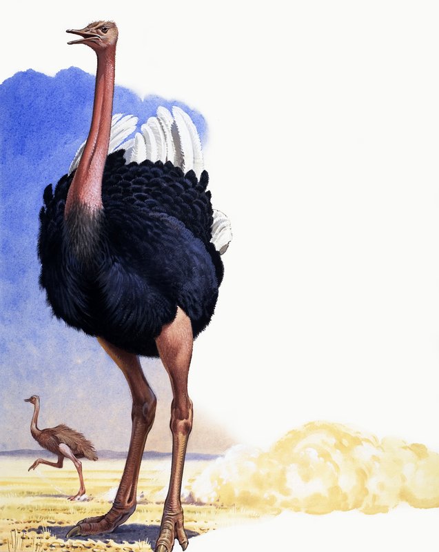 Ostrich autorstwa English School