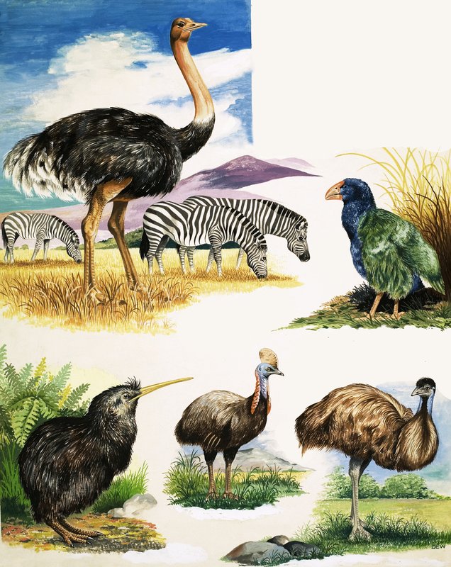 Struś, Kiwi, Kazuar, Emu i Takahe autorstwa English School
