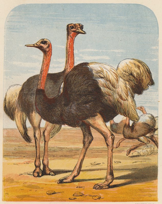 Strusie (kolorowa litografia) autorstwa English School