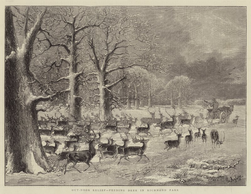 Relief na świeżym powietrzu, karmienie jelenia w Richmond Park (grawerunek) autorstwa English School