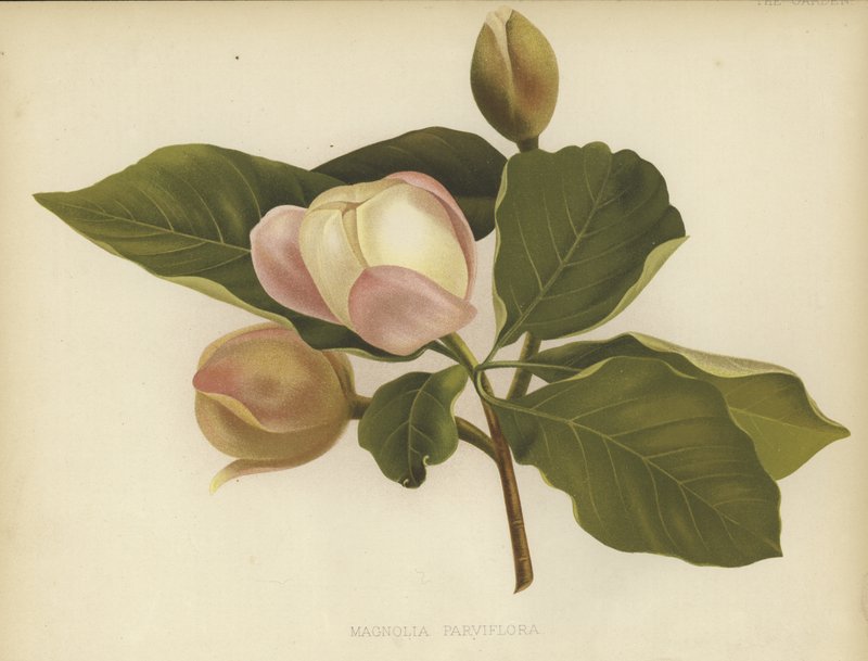 Oyama Magnolia autorstwa English School