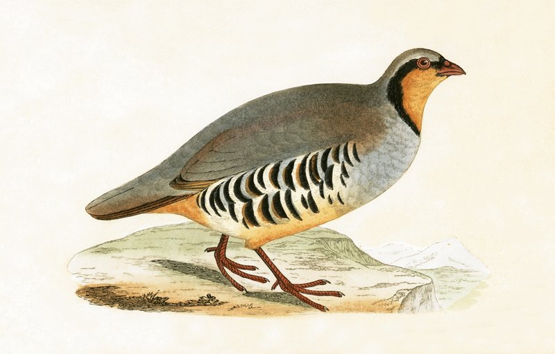 P Graeca, Var, ilustracja z „Historii ptaków Europy nieobserwowanych na wyspach brytyjskich” Charlesa Roberta Bree (1811-86), opublikowana w 1867 r. autorstwa English School