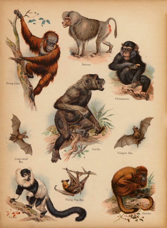 Strona z obrazka „Dzieje ludowe” Historia naturalna, ok. 1900 (chromolitho) autorstwa English School