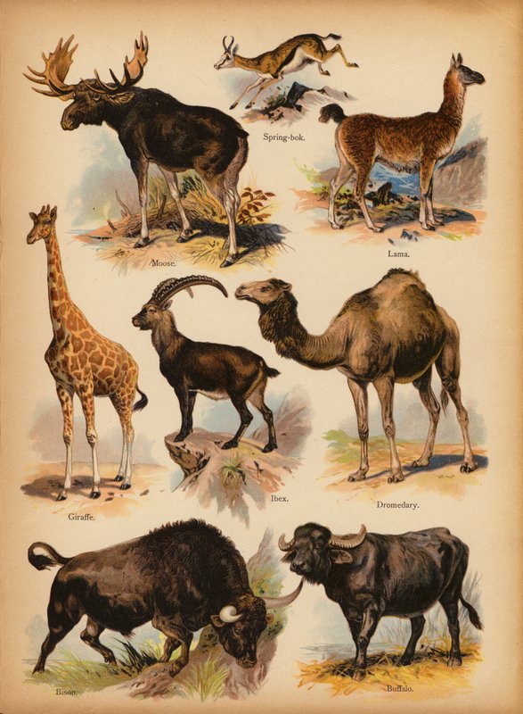Strona z obrazka „Dzieje ludowe” Historia naturalna, ok. 1900 (chromolitho) autorstwa English School