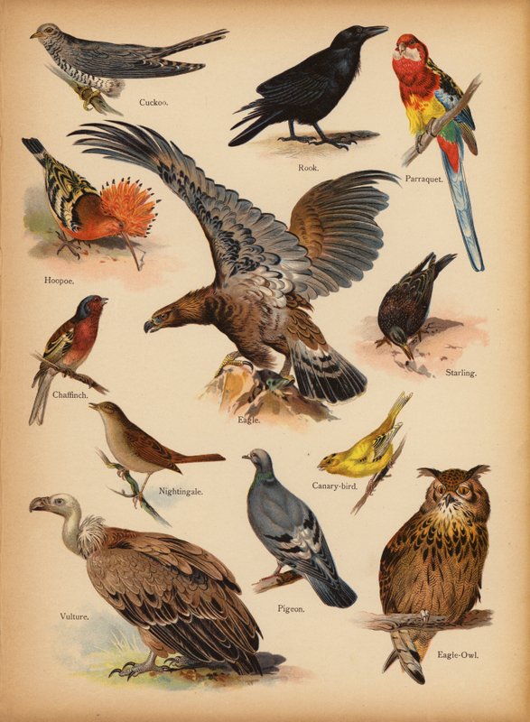 Strona z obrazka „Dzieje ludowe” Historia naturalna, ok. 1900 (chromolitho) autorstwa English School