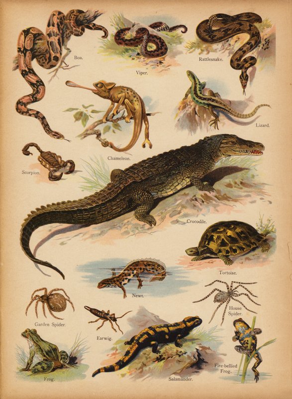 Strona z obrazka „Dziedziki” Historia naturalna, ok. 1900 (chromolitho) autorstwa English School