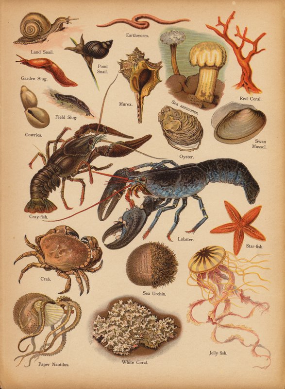 Strona z obrazka „Dziedziki” Historia naturalna, ok. 1900 (chromolitho) autorstwa English School