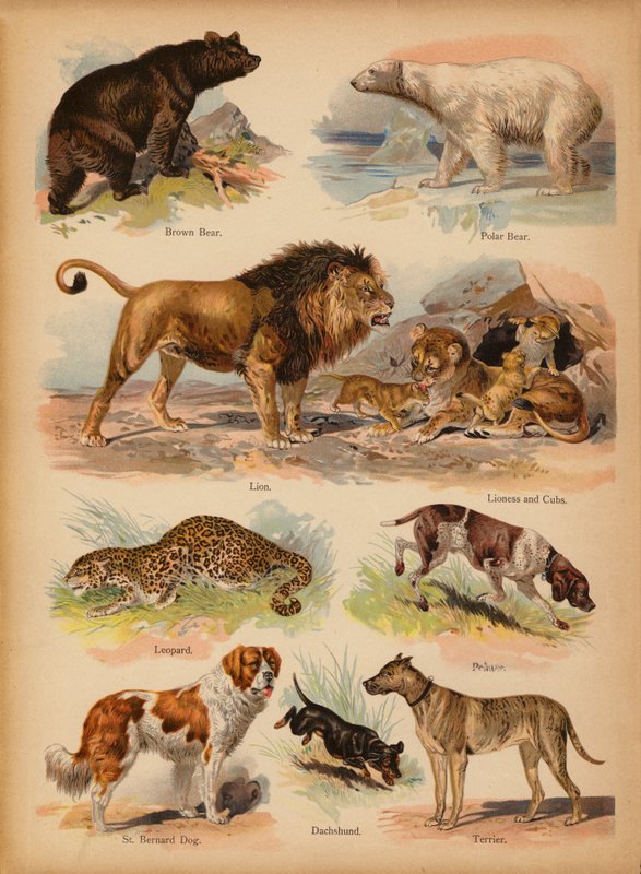 Strona z obrazka „Dziedziki” Historia naturalna, ok. 1900 (chromolitho) autorstwa English School