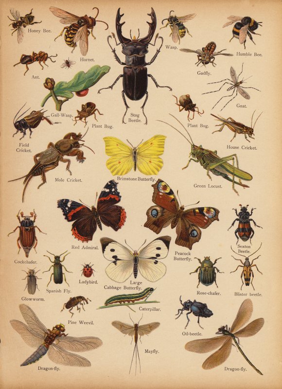 Strona z obrazka „Dzieje ludowe” Historia naturalna, ok. 1900 (chromolitho) autorstwa English School