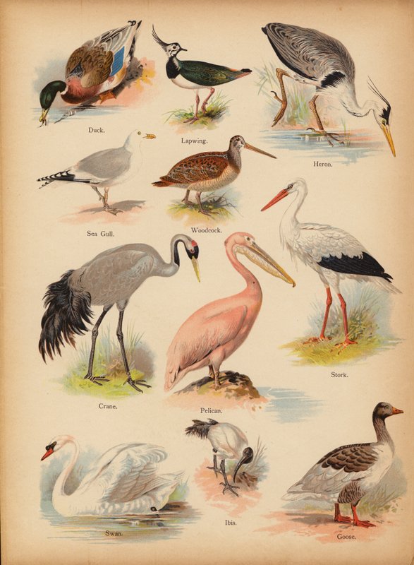Strona z obrazka „Dzieje ludowe” Historia naturalna, ok. 1900 (chromolitho) autorstwa English School