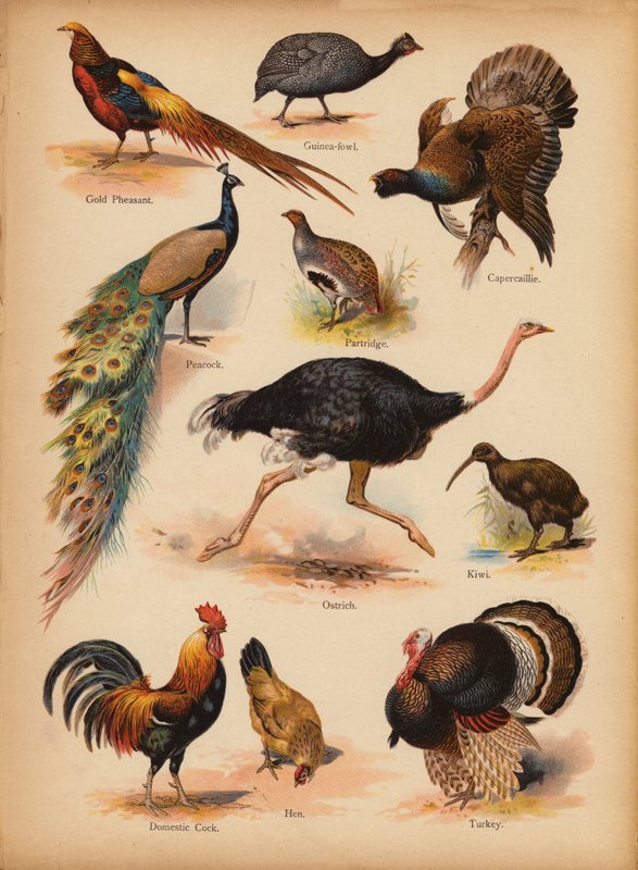 Strona z obrazka „Dzieje ludowe” Historia naturalna, ok. 1900 (chromolitho) autorstwa English School
