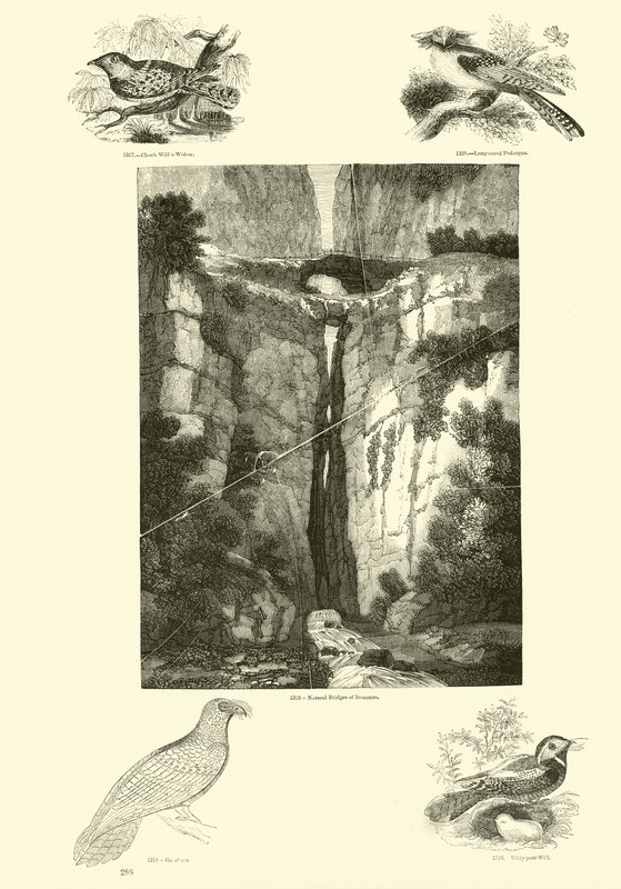 Strona z Obrazkowego Muzeum Przyrody Ożywionej autorstwa English School