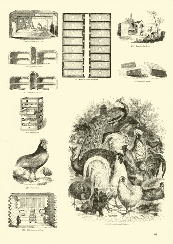 Strona z Obrazkowego Muzeum Przyrody Ożywionej autorstwa English School