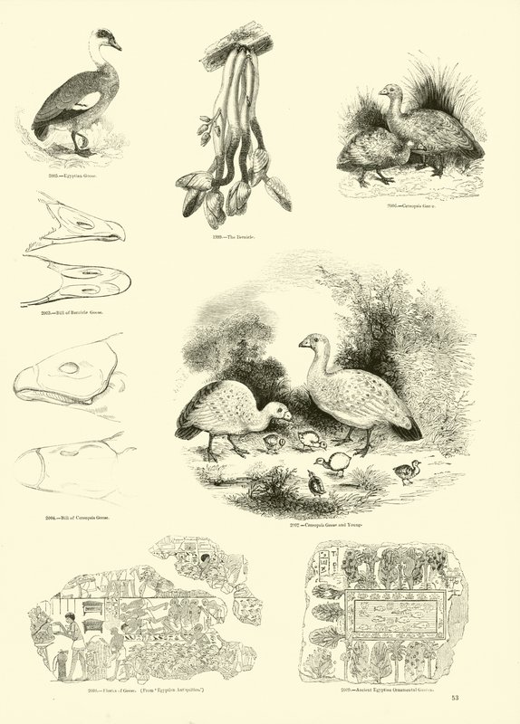 Strona z Obrazkowego Muzeum Przyrody Ożywionej autorstwa English School