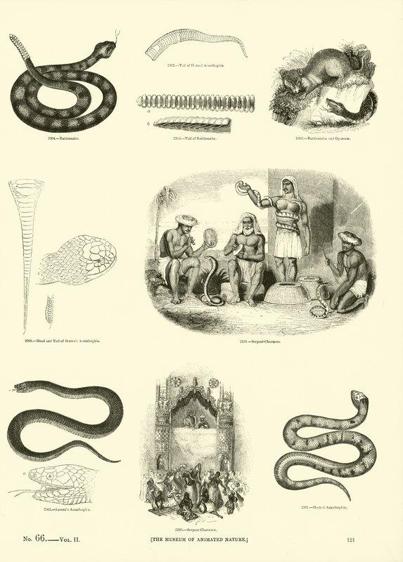 Strona z Obrazkowego Muzeum Przyrody Ożywionej autorstwa English School