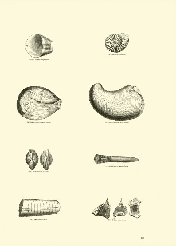 Strona z Obrazkowego Muzeum Przyrody Ożywionej autorstwa English School