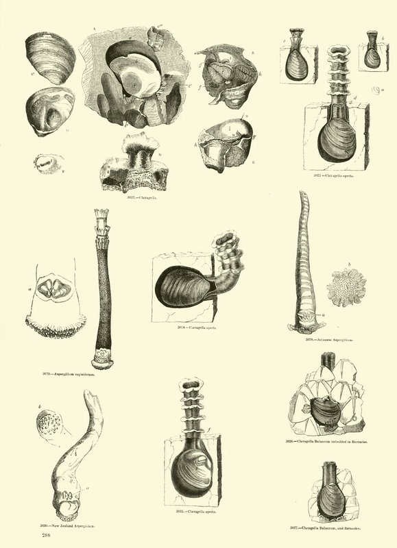 Strona z Obrazkowego Muzeum Przyrody Ożywionej autorstwa English School