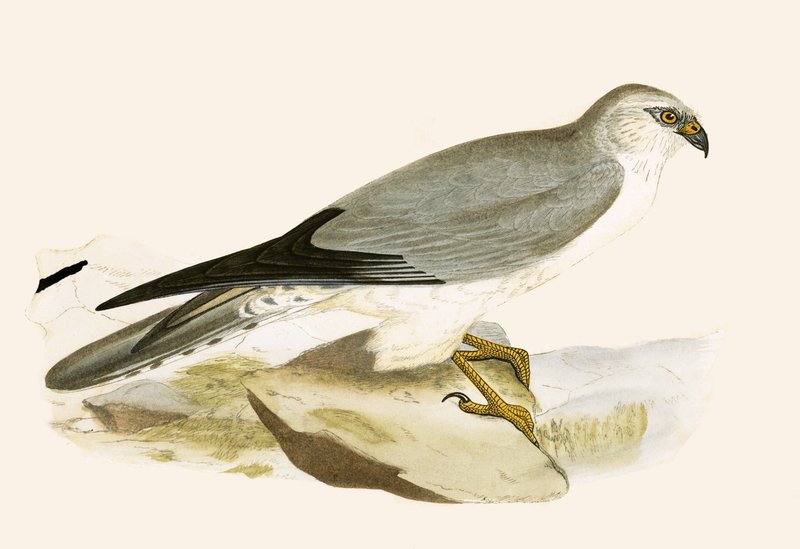 Bladoklatkowa błotniak, ilustracja z „Historii ptaków Europy nieobserwowanych na wyspach brytyjskich” Charlesa Roberta Bree (1811-86), opublikowana w 1867 (kolor lito) autorstwa English School