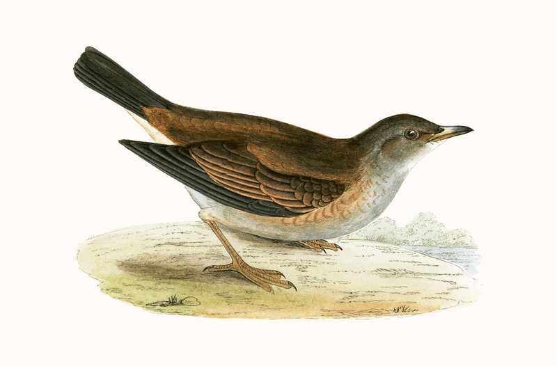 Pale Thrush, ilustracja z „Historii ptaków Europy nieobserwowanej na wyspach brytyjskich” Charlesa Roberta Bree (1811-1886), opublikowana w 1867 r. autorstwa English School