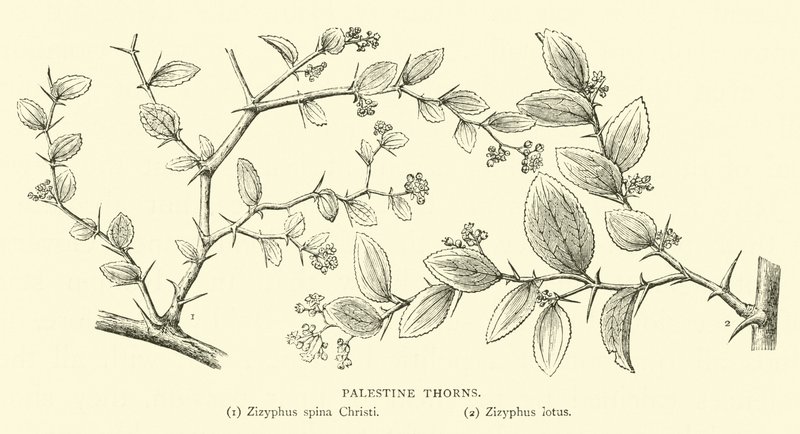 Palestyna Ciernie autorstwa English School