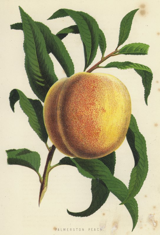 Palmerston Brzoskwinia autorstwa English School