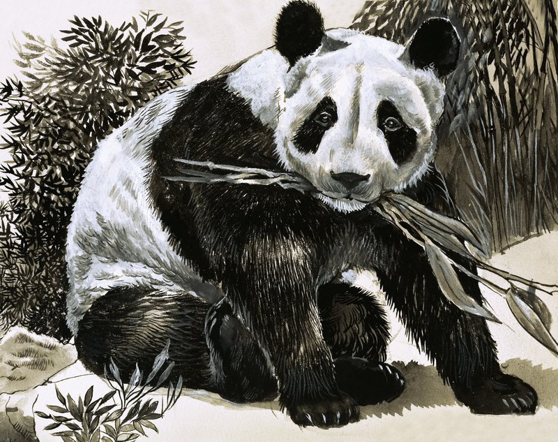 Panda autorstwa English School