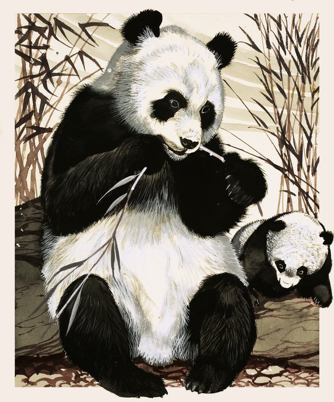 Panda i młode autorstwa English School