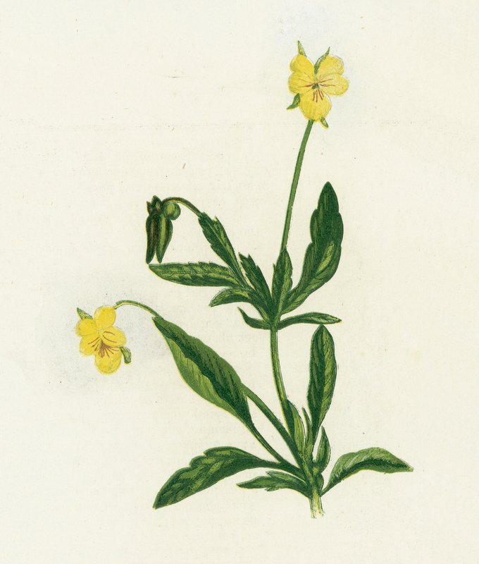 Bratek, czyli Heartsease, Viola Tricolor autorstwa English School