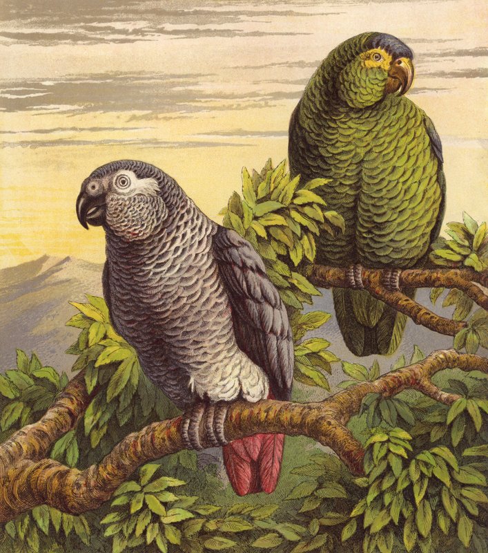 Papugi (kolor lito) autorstwa English School