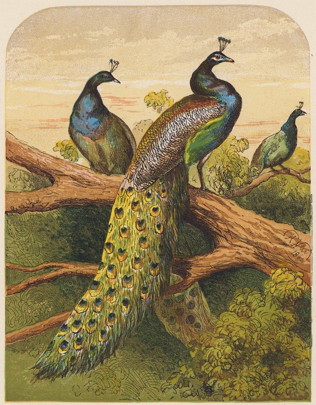 Pawie (litografia kolorowa) autorstwa English School