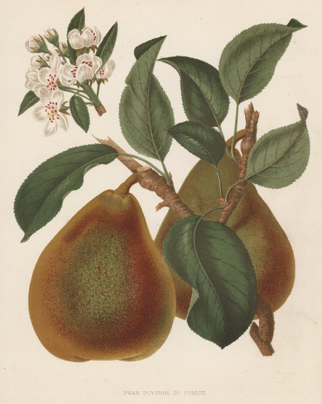 Pear Doyenne du Comice (kolorowa litografia) autorstwa English School