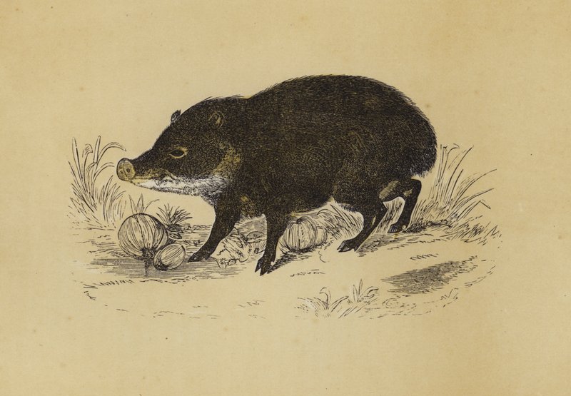 Pekari (kolorowa litografia) autorstwa English School