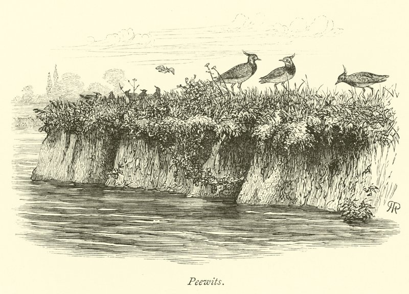 Peewits autorstwa English School